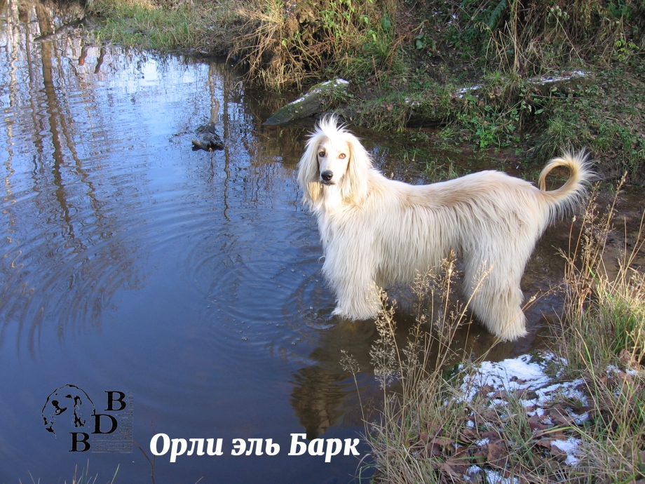Афганская борзая, колли, сеттер