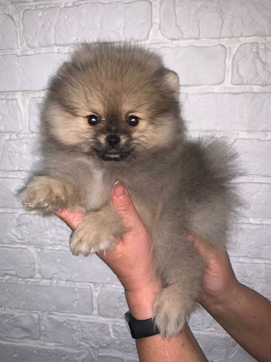Померанский шпиц