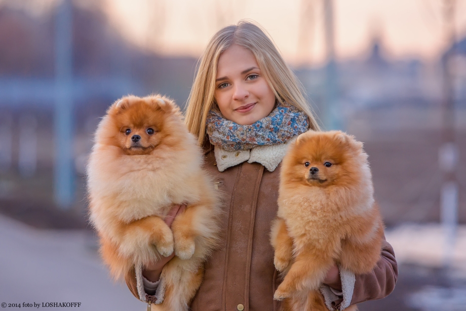 Малый шпиц Кляйншпиц