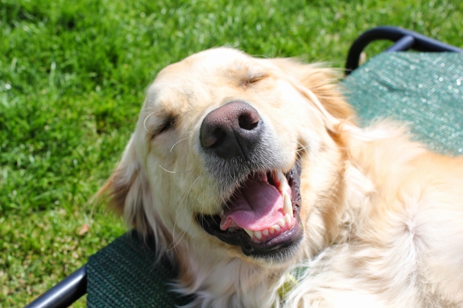 Smiling Golden Retriever