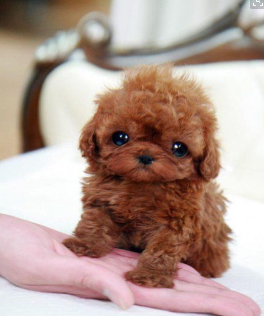 Teacup Teddy Poodle