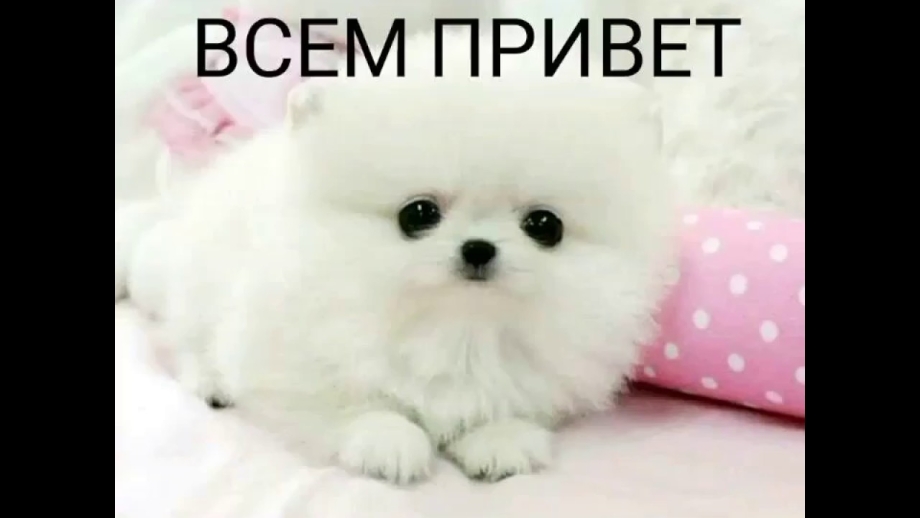Померанский шпиц белый Медвежонок
