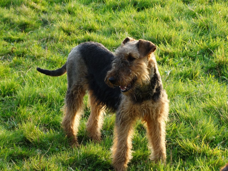 Airedale Terrier Puppies