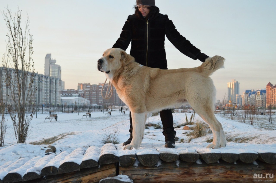 Порода алабай черно белый