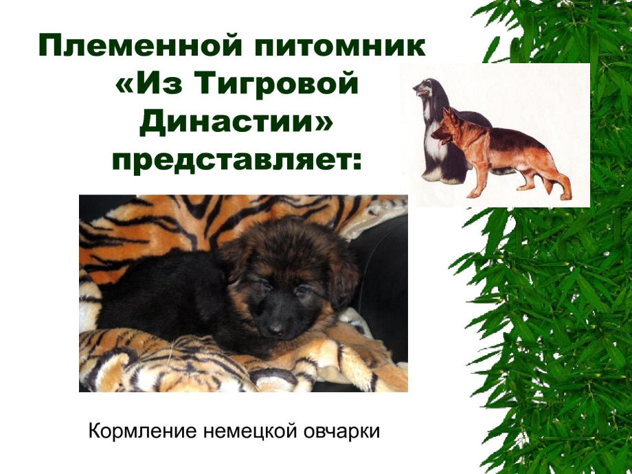Ребенок кормит собаку