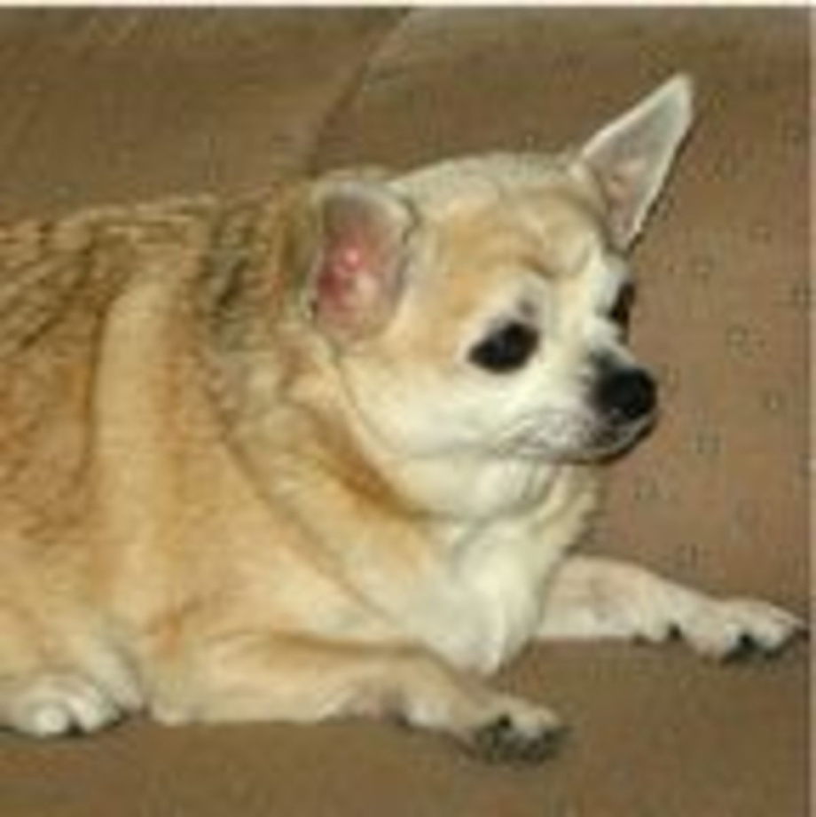 Chiwawa fat
