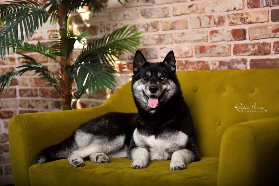 Agouti Husky Puppies for sale in Michigan