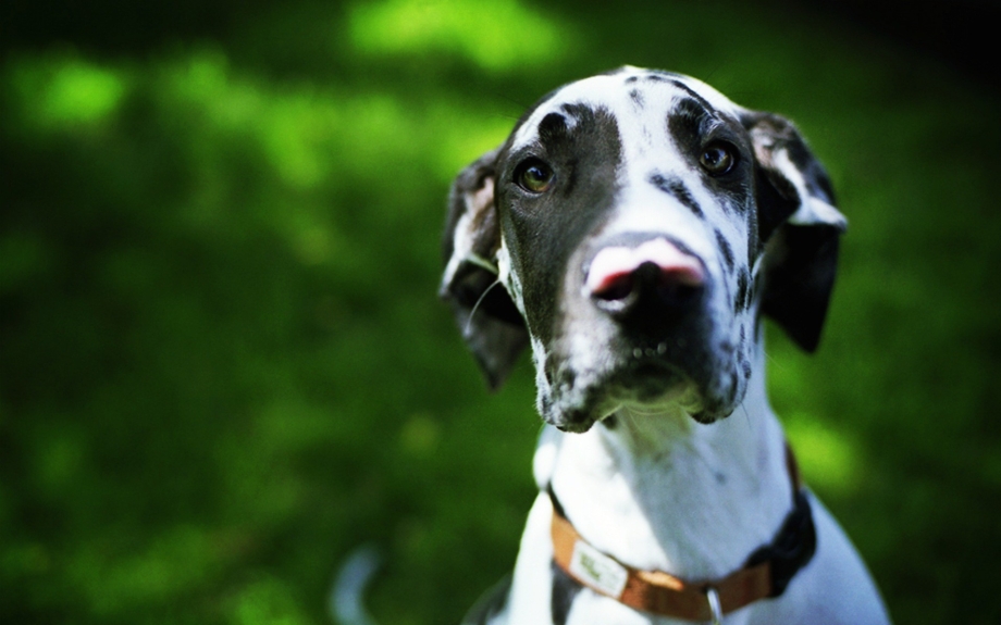 Great Dane собака