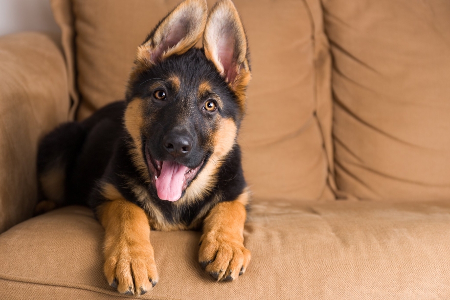 German Shepherd щенок
