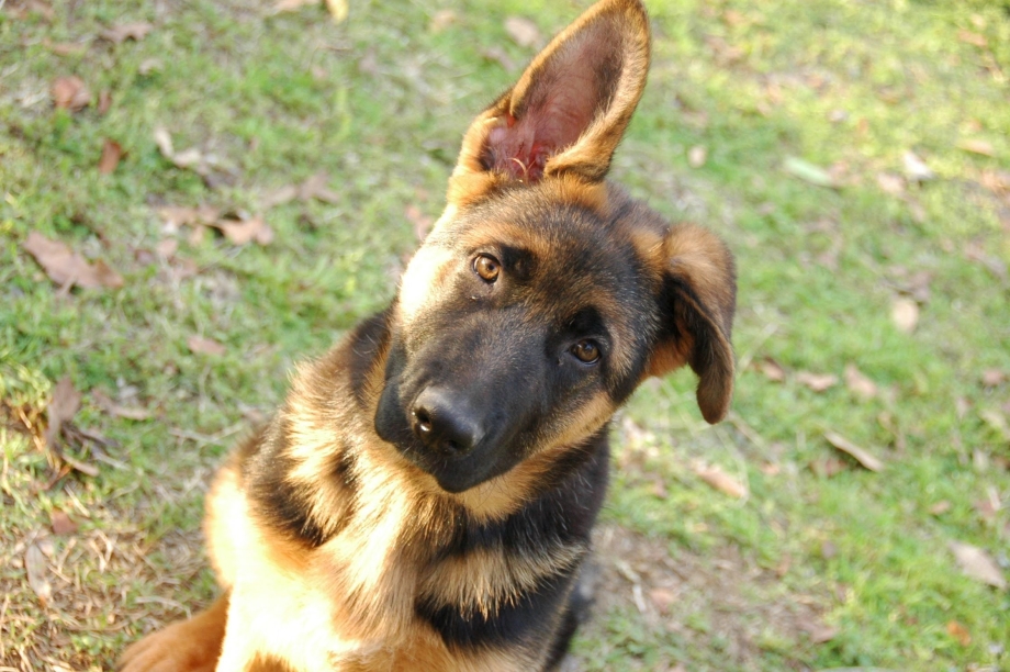German Shepherd щенок