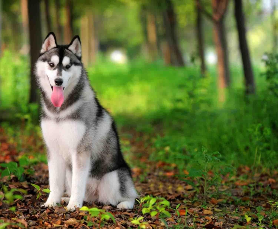 Сибирский хаски
