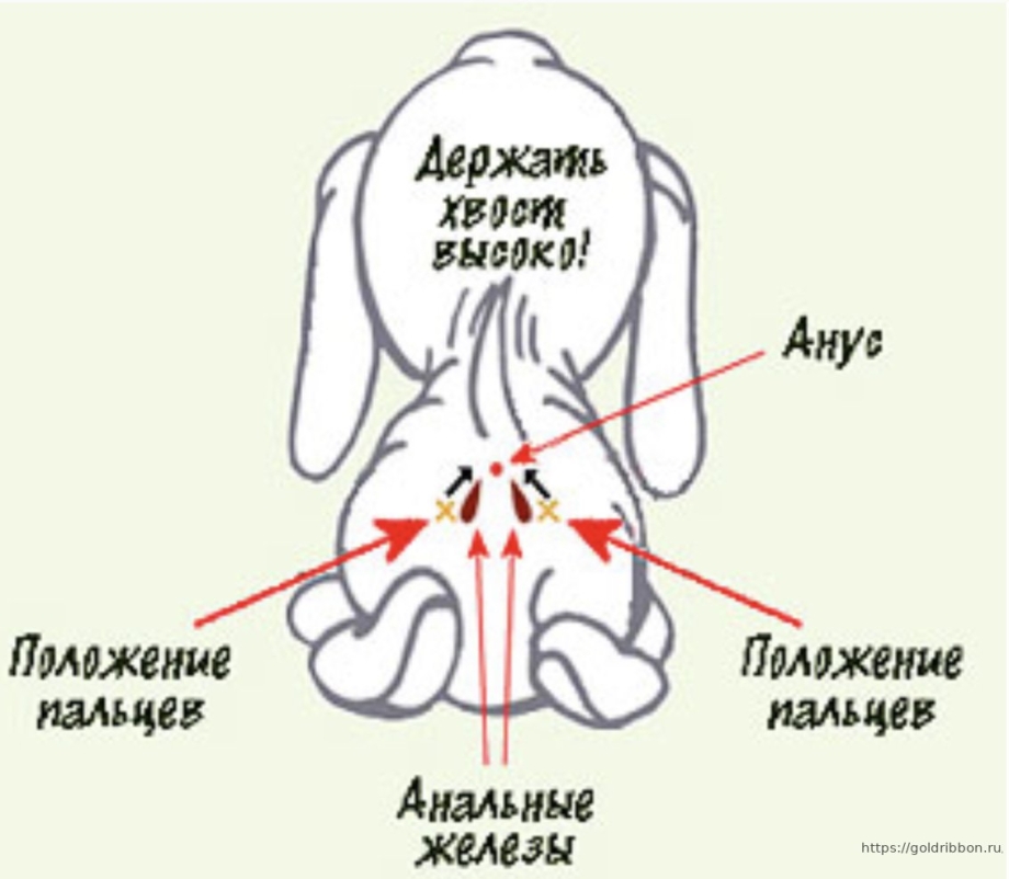 Кровожадная девушка с отгрызанным хвостом собаки