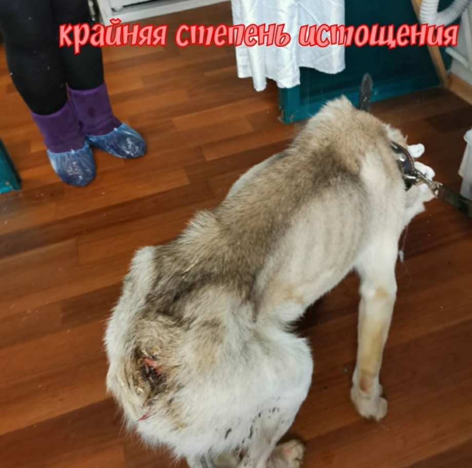 Собака с мордой с пучками