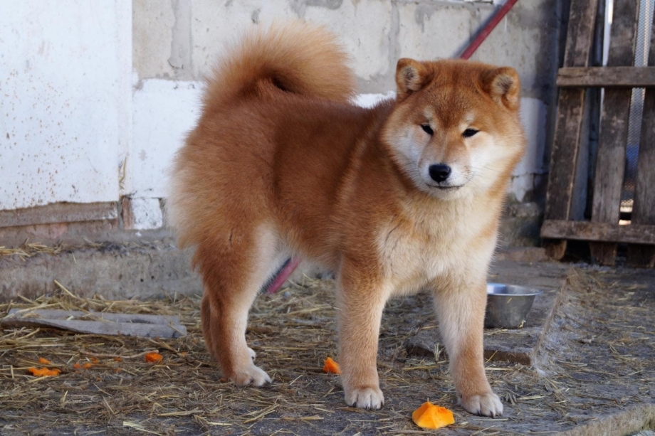 Akita#0525