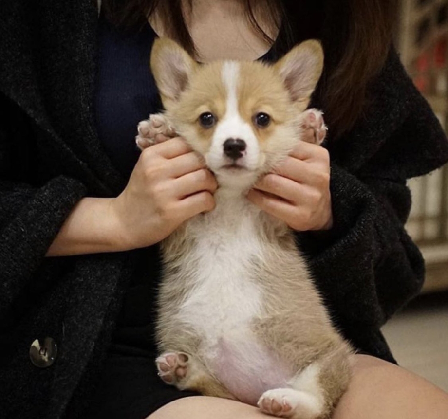 Корги маленькие щенки милые