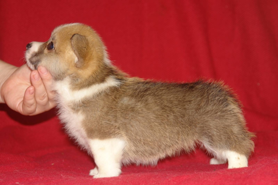 Вельш корги 1 месяц