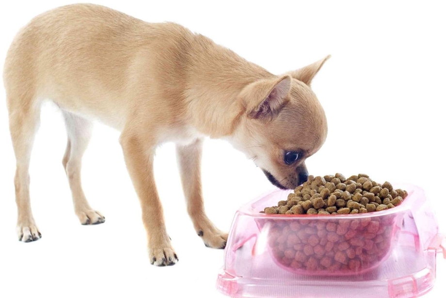 Teacup Chihuahua Puppies for sale