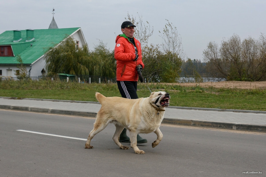Выгул собак без поводка