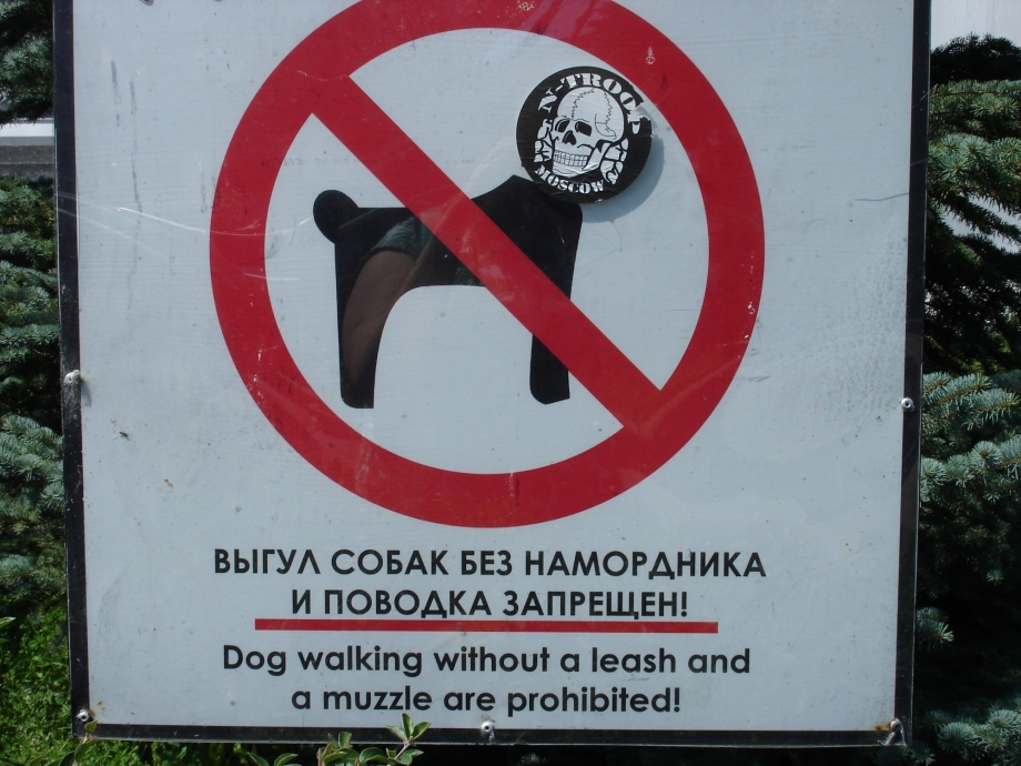 Такса на поводке гуляет