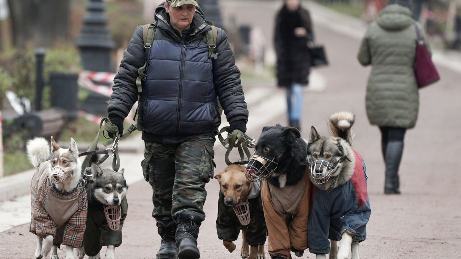 Собака без поводка и намордника