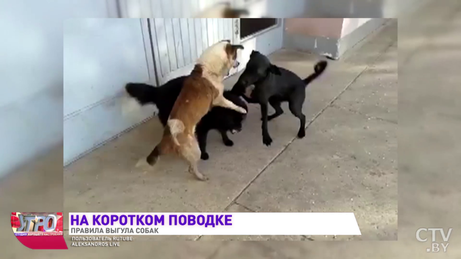 Собака с поводком в зубах