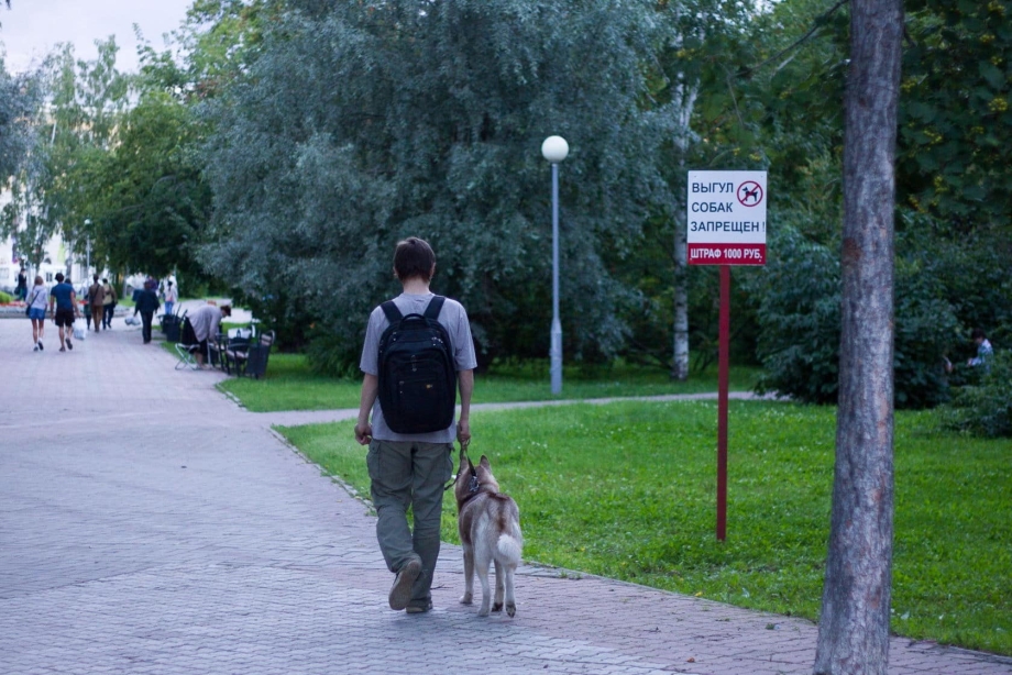 Выгуливание собаки в городе
