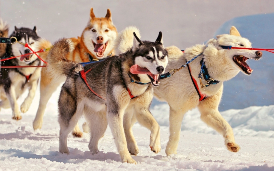 Husky Front