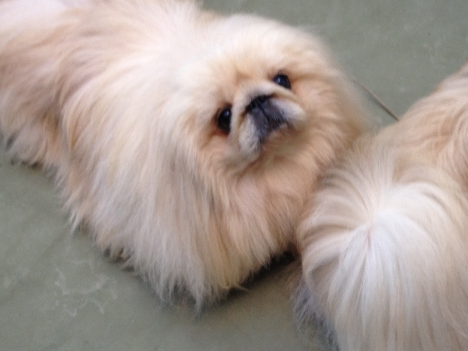 White Pekingese Puppy