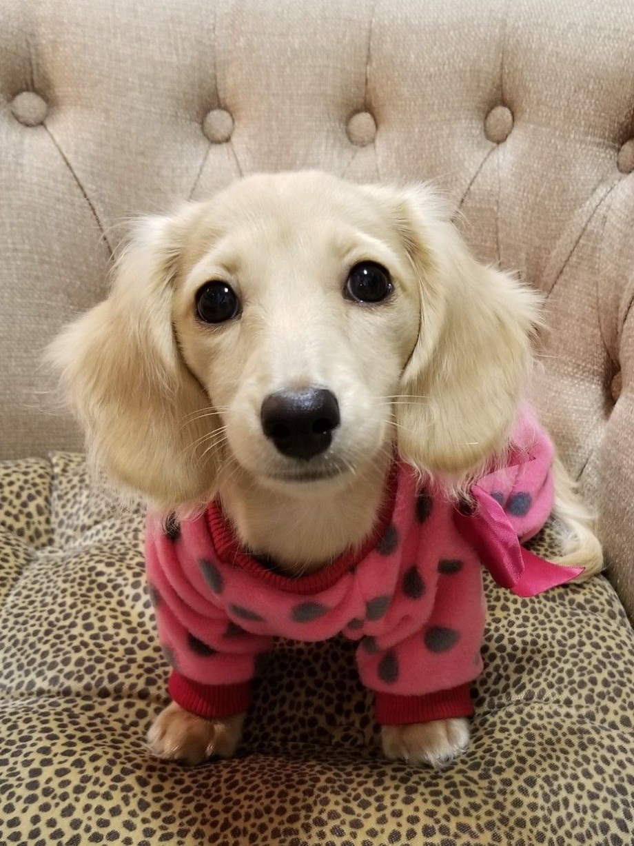 English Cream Dachshund