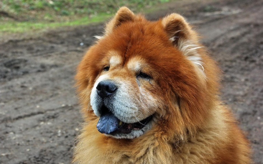 Чау чау синий