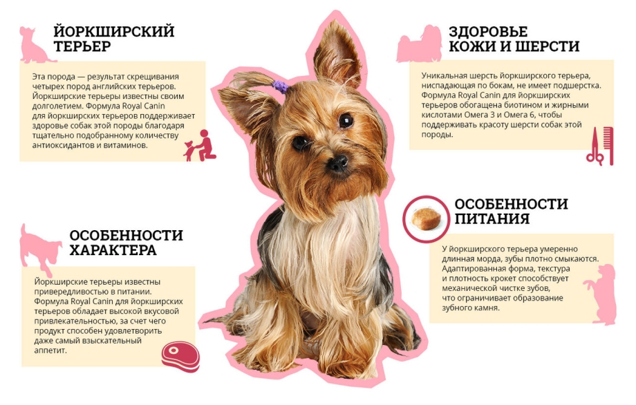Краткое сообщение о породе Йоркширский терьер