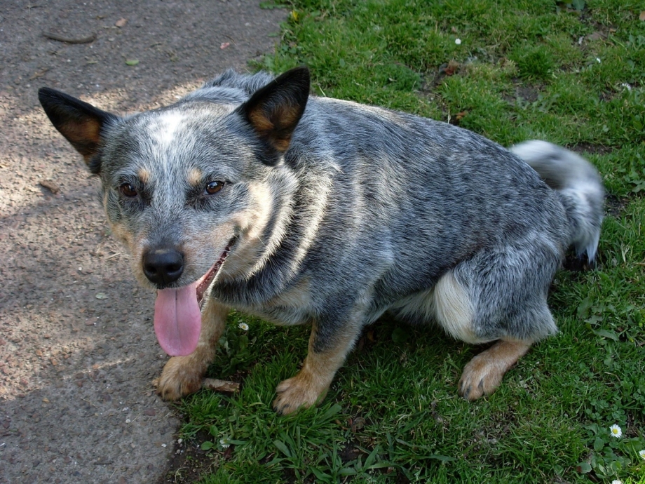 Blue Heeler порода