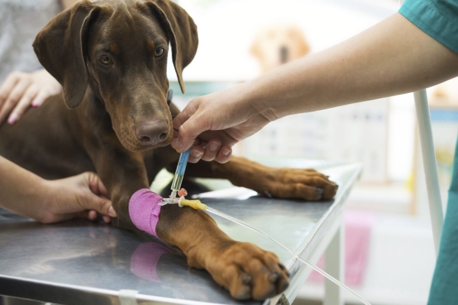 Цикл развития Babesia canis