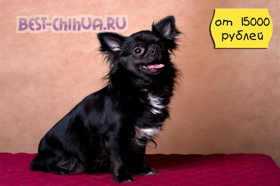Чихуахуа длинношерстный черный