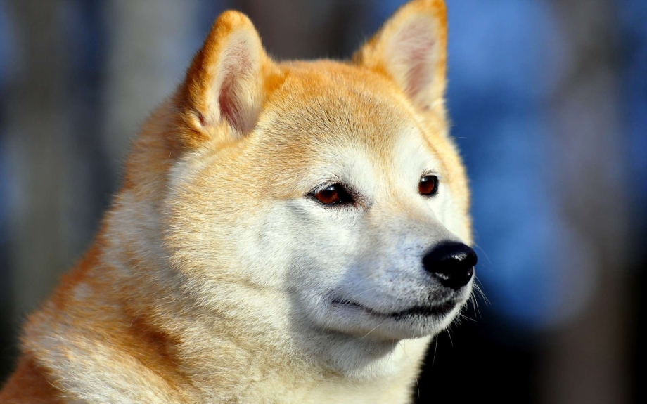 Сиба ину
