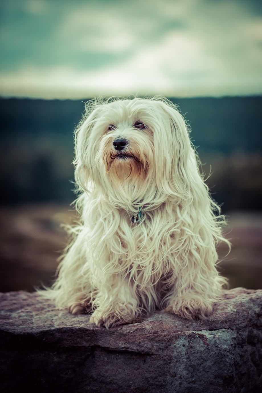Havanese Breed порода собак