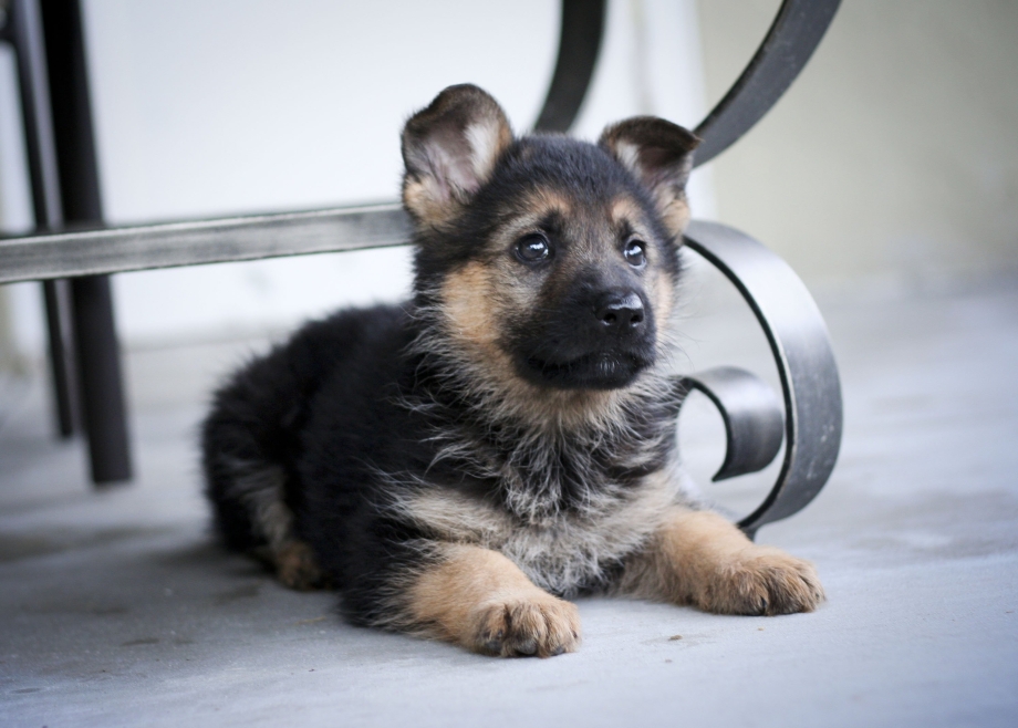 German Shepherd щенок