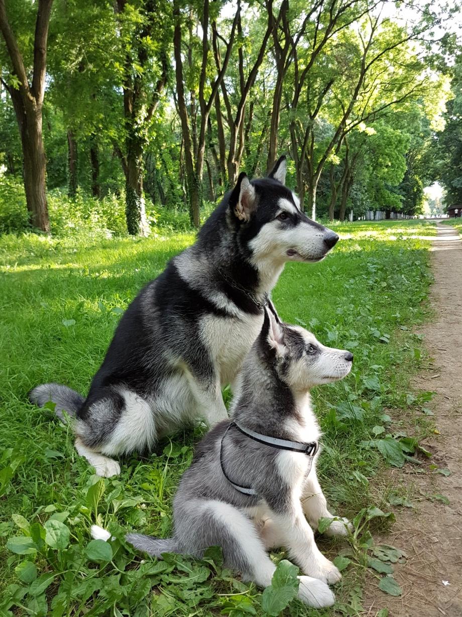 Аляскинский маламут и хаски