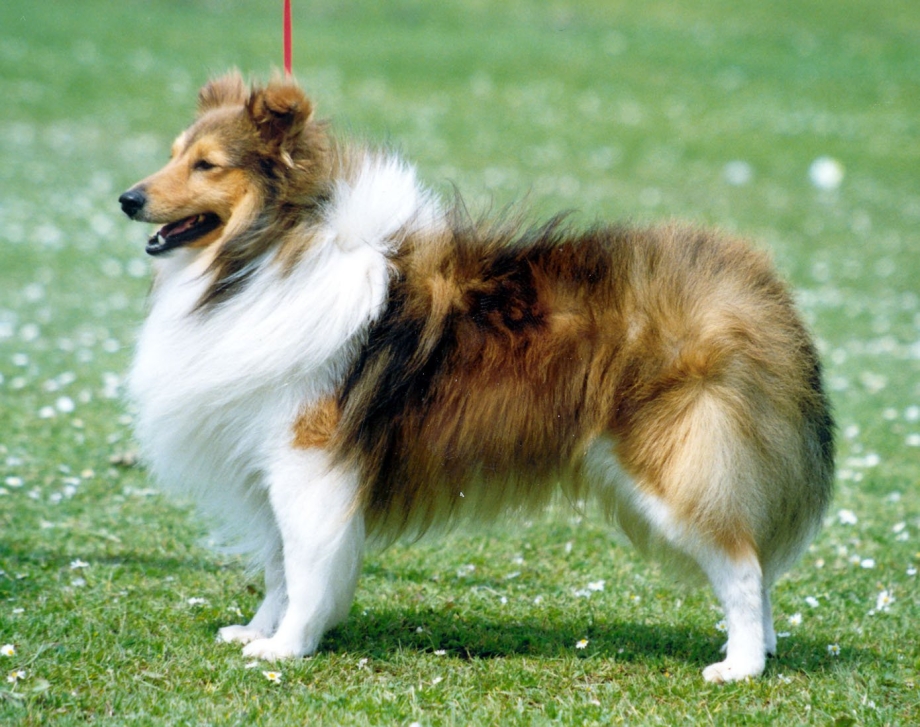 Уэльский колли