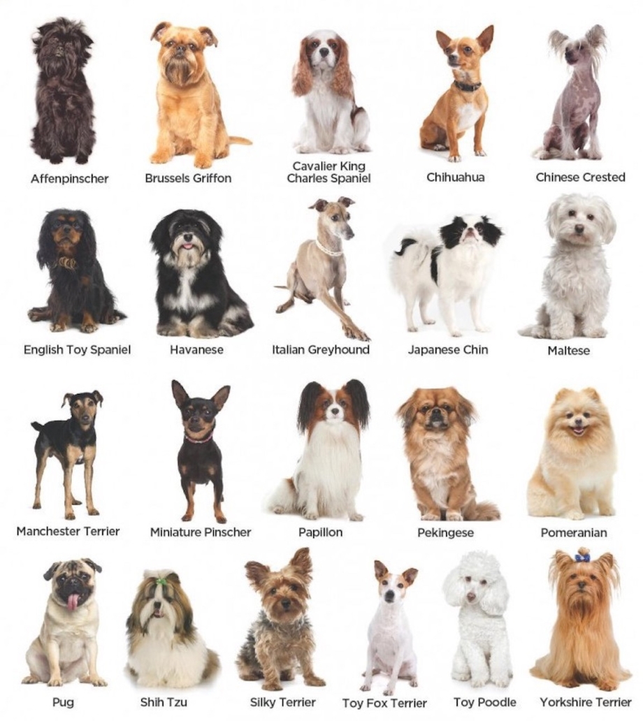 Порода собак варианты. Породы собак РКФ С фотографиями и названиями. Назови породу мелких собак. Название пород маленьких собак. Газваниепороды маленьких собак.