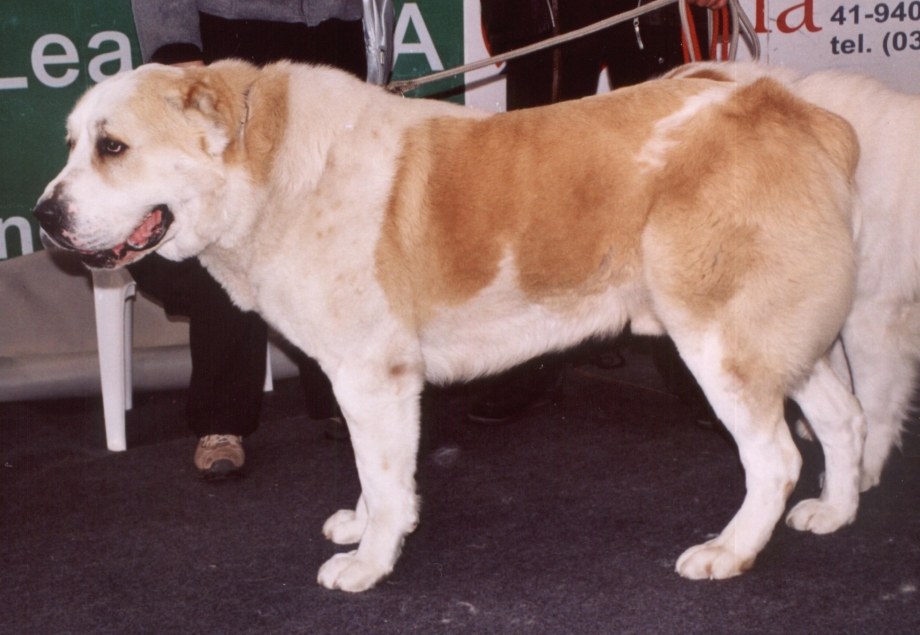 Среднеазиатская овчарка / Sredneasiatskaya Ovcharka (Central Asia Shepherd Dog) (335) к