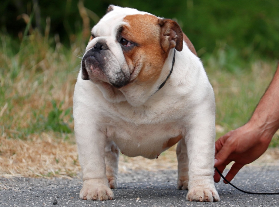 Cardiff Bulldog free to good Home