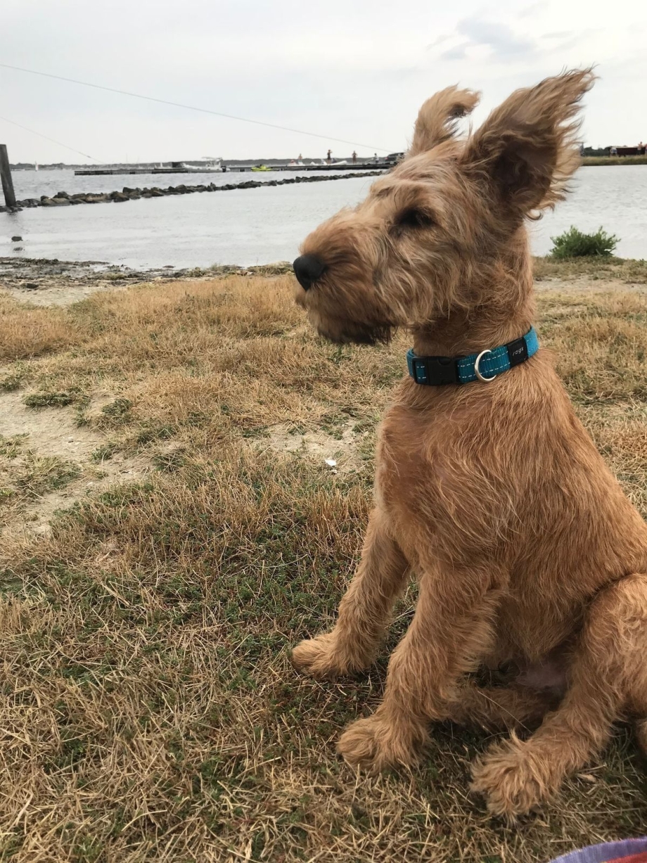 Ирландский терьер Irish Terrier