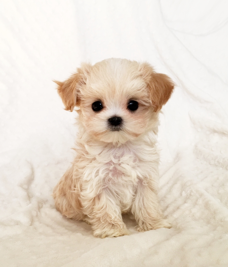 Teacup Maltipoo