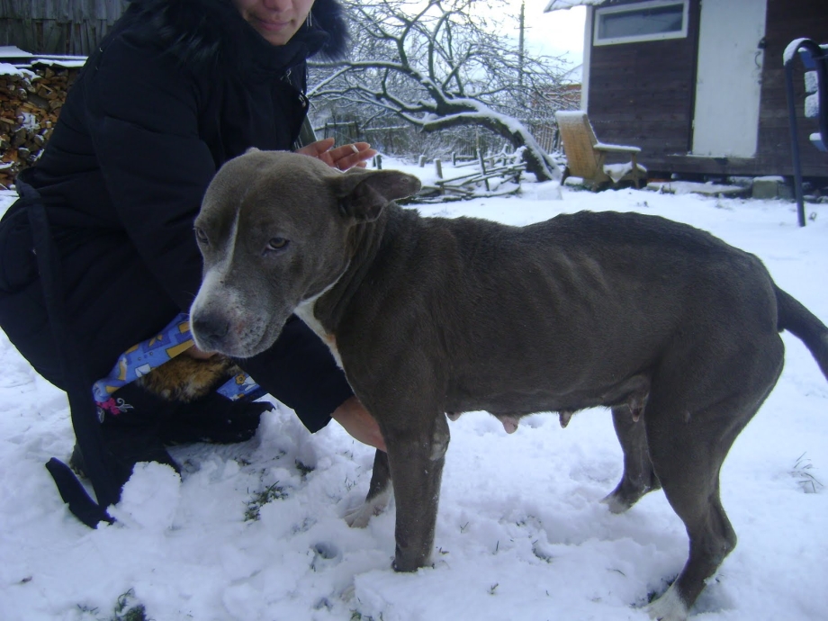 Pit bull 2d