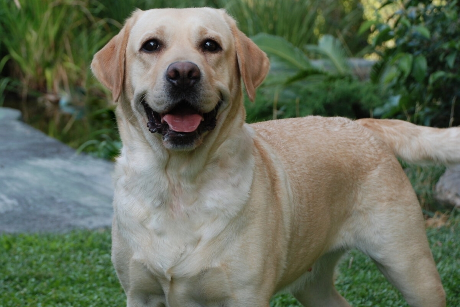 Labrador Retriever порода собак