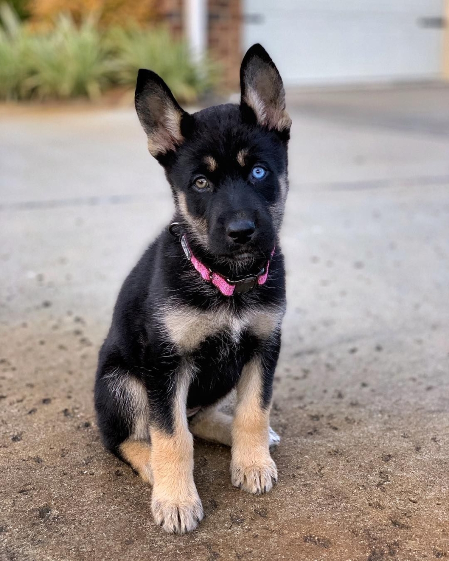 Gerberian Shepsky