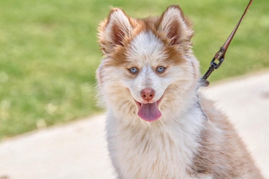 Pomsky Husky Albert