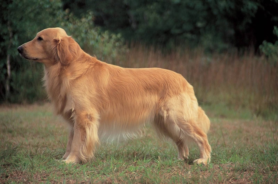 Золотистый ретривер Golden Retriever