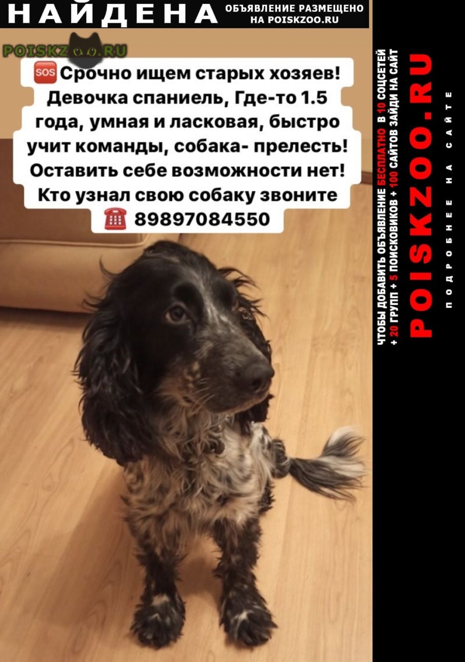 Русский охотничий спаниель 7 месяцев
